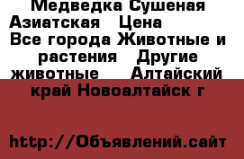 Медведка Сушеная Азиатская › Цена ­ 1 400 - Все города Животные и растения » Другие животные   . Алтайский край,Новоалтайск г.